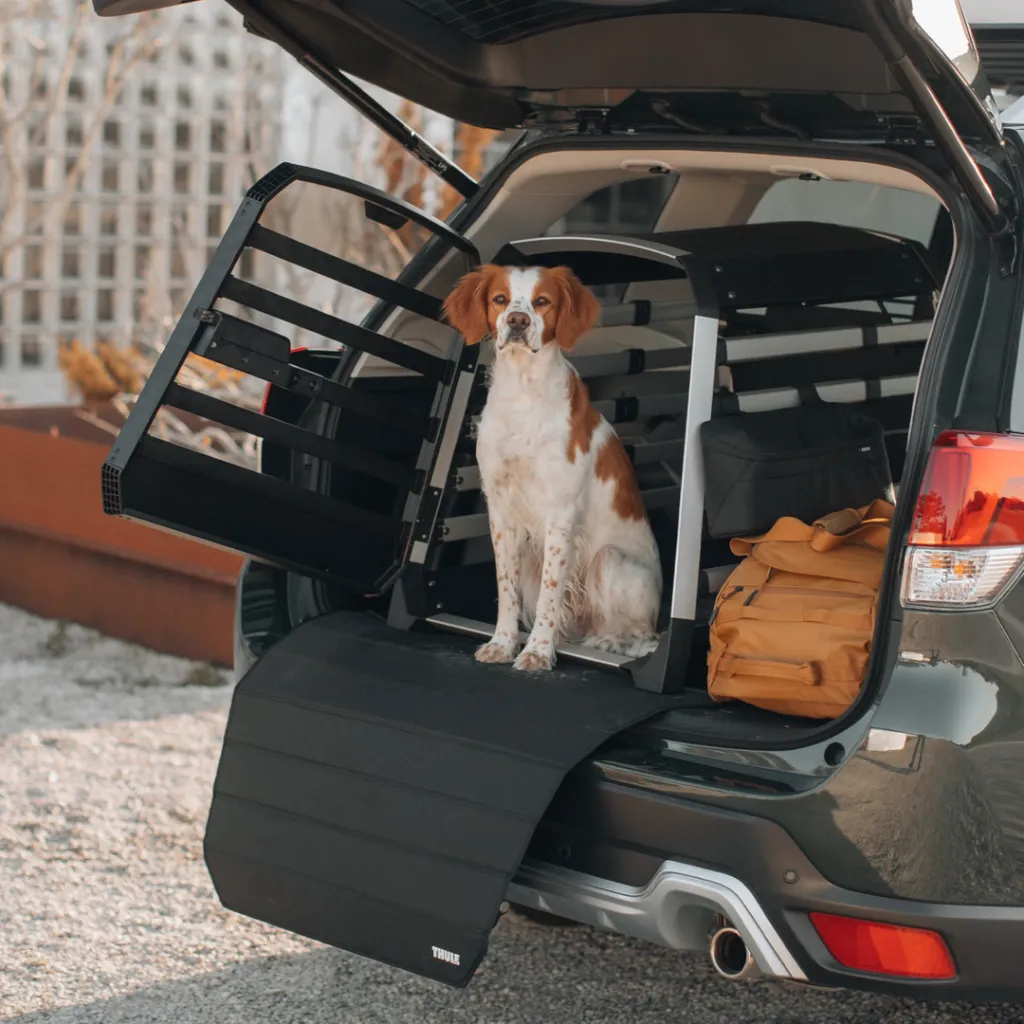 accesorios para perros